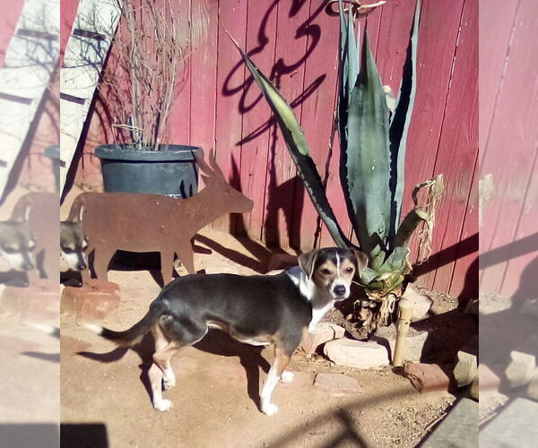 Medium Photo #8 Beagle-Unknown Mix Puppy For Sale in Apple Valley, CA, USA
