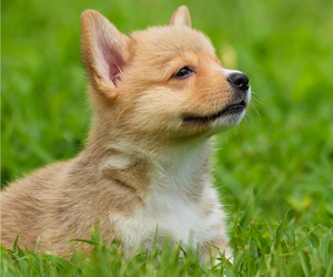 Pembroke Welsh Corgi Puppy for Sale in HAMPTON, Virginia USA