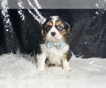 Small #2 Cavalier King Charles Spaniel