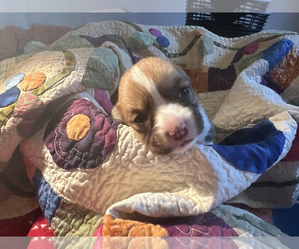 Medium Photo #4 Pembroke Welsh Corgi Puppy For Sale in JACKSON, NJ, USA