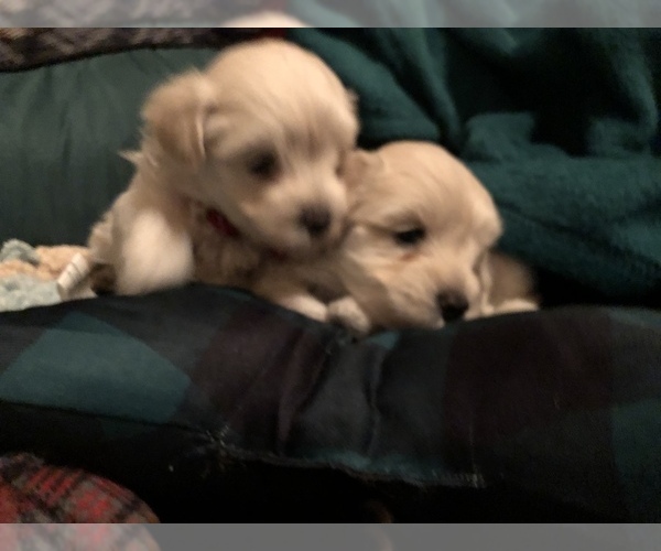 Medium Photo #1 Maltipoo Puppy For Sale in MAUMELLE, AR, USA