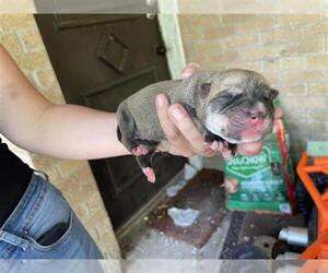 American Pit Bull Terrier-Unknown Mix Dogs for adoption in Houston, TX, USA