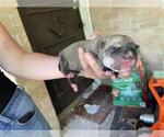 Small American Pit Bull Terrier Mix