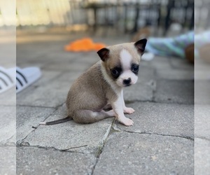 Miniature Spitz-Pug Mix Puppy for sale in THOMASVILLE, NC, USA