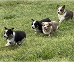 Small Cowboy Corgi