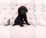 Small #4 Goldendoodle