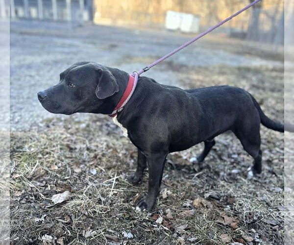 Medium Photo #4 American Pit Bull Terrier-Unknown Mix Puppy For Sale in Hinton, WV, USA