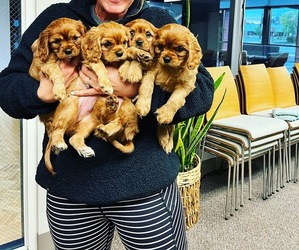 Cavalier King Charles Spaniel Puppy for sale in LAKEWOOD, WA, USA