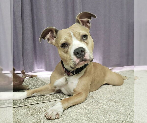 Medium Photo #4 American Bulldog-Unknown Mix Puppy For Sale in Woodland, CA, USA