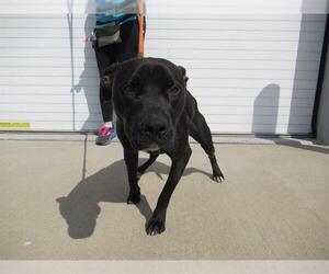 American Staffordshire Terrier-Unknown Mix Dogs for adoption in Louisville, KY, USA