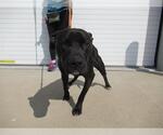 Small American Staffordshire Terrier Mix