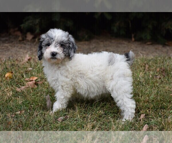 Medium Photo #1 Poodle (Standard) Puppy For Sale in NEW MARKET, TN, USA
