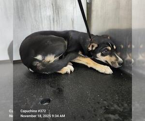 Mutt Dogs for adoption in San Antonio, TX, USA