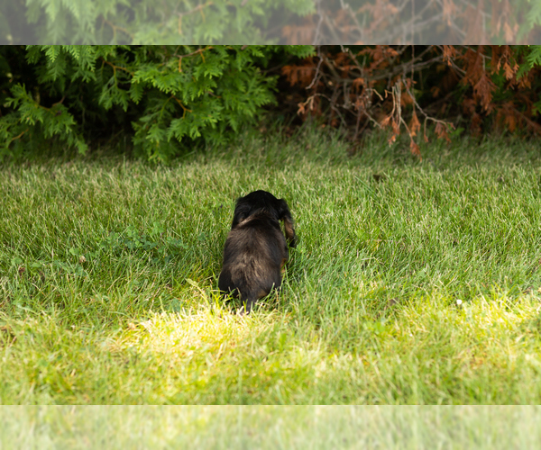 Medium Photo #20 Dachshund Puppy For Sale in MILFORD, IN, USA