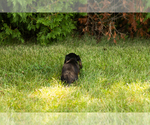 Small #19 Dachshund