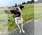 Small Photo #3 Mutt Puppy For Sale in McKinleyville, CA, USA