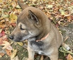 Small Photo #7 Shiba Inu Puppy For Sale in NEW ATHENS, IL, USA