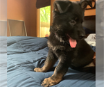 Small Photo #2 German Shepherd Dog Puppy For Sale in WARRENVILLE, IL, USA