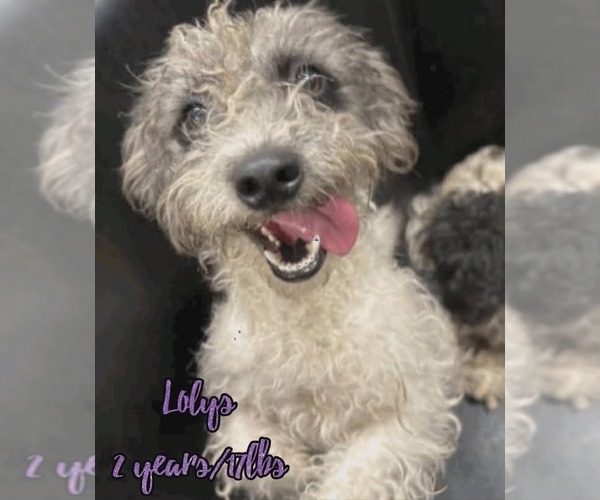 Medium Photo #1 Mutt Puppy For Sale in Woodbury, NY, USA