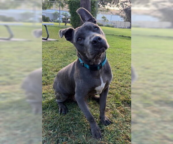 Medium Photo #2 Mutt Puppy For Sale in Ventura, CA, USA