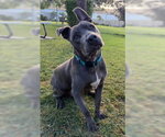 Small #1 Mutt