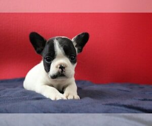 French Bulldog Puppy for sale in CORAL GABLES, FL, USA
