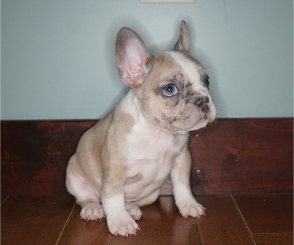 Medium Photo #1 French Bulldog Puppy For Sale in WHEATFIELD, IN, USA