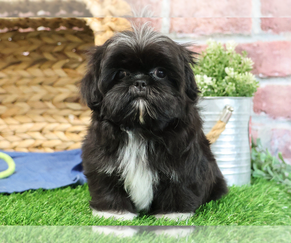 Medium Photo #4 Shih Tzu Puppy For Sale in SYRACUSE, IN, USA