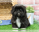 Small #3 Shih Tzu