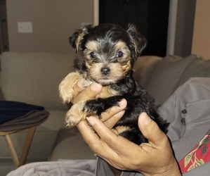 Morkie-Poodle (Toy) Mix Puppy for sale in LOUISVILLE, KY, USA