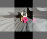 Small Photo #1 Miniature Australian Shepherd Puppy For Sale in SHERMAN, TX, USA
