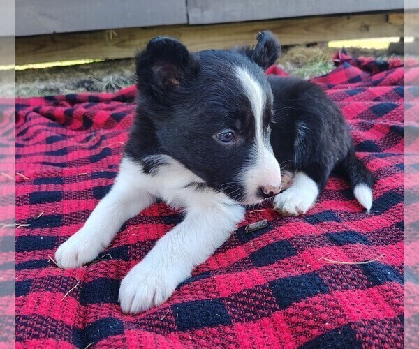 Medium Photo #9 Border Collie Puppy For Sale in NORBORNE, MO, USA