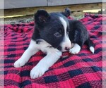 Small #8 Border Collie