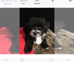 Havanese Puppy for sale in LIVONIA, MI, USA