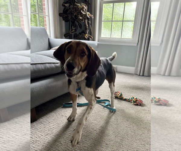 Medium Photo #3 Coonhound-Unknown Mix Puppy For Sale in Springdale, PA, USA