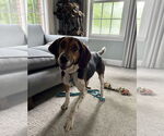 Small #2 Coonhound Mix