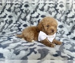 Small #2 Cockapoo (Miniature)