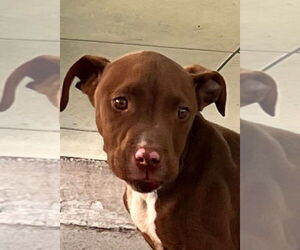 American Pit Bull Terrier-Unknown Mix Dogs for adoption in San Diego, CA, USA