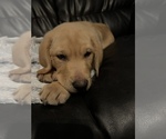 Small Photo #1 Labrador Retriever Puppy For Sale in RANTOUL, IL, USA