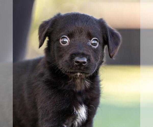 Medium Photo #1 Dachshund-Unknown Mix Puppy For Sale in San Diego, CA, USA