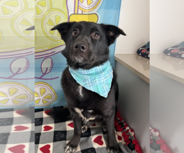 Medium Photo #1 Collie-Unknown Mix Puppy For Sale in Bellevue, WA, USA