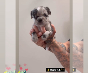 French Bulldog Puppy for sale in YUCAIPA, CA, USA