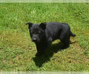 German Shepherd Dog Puppy for Sale in POWDER SPRINGS, Georgia USA