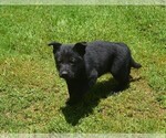 Image preview for Ad Listing. Nickname: inga pups
