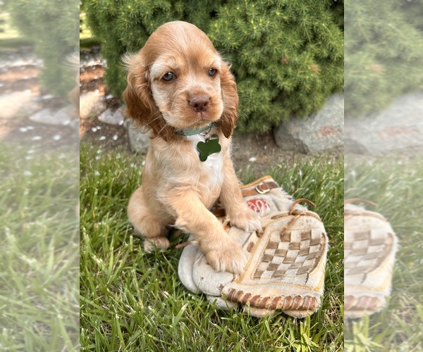 Medium Photo #2 Cocker Spaniel Puppy For Sale in MIDDLEBURY, IN, USA