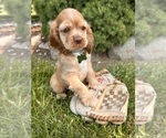 Small #1 Cocker Spaniel