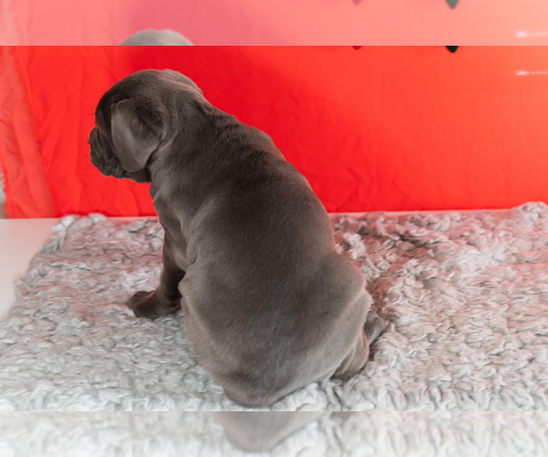 Medium Photo #7 Cane Corso Puppy For Sale in BOURBON, IN, USA