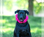 Small #2 Labrador Retriever Mix