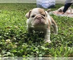 Small Photo #2 English Bulldog Puppy For Sale in CLOVER, SC, USA