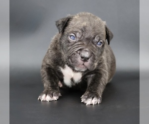 American Bully Puppy for sale in CHAMPAIGN, IL, USA